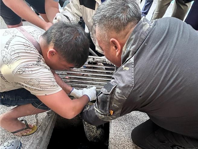 屏东县农业处委请专业厂商将躲在恒春闹区水沟的鱷鱼抓住。（屏东县政府提供／罗琦文屏东传真）