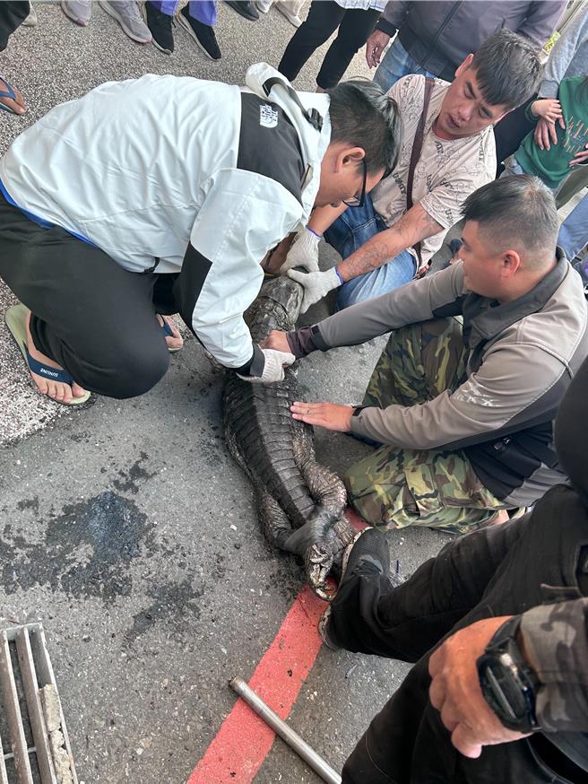 躲在恒春闹区水沟的鱷鱼被抓到，周围也引来许多好奇围观民眾。（屏东县政府提供／罗琦文屏东传真）