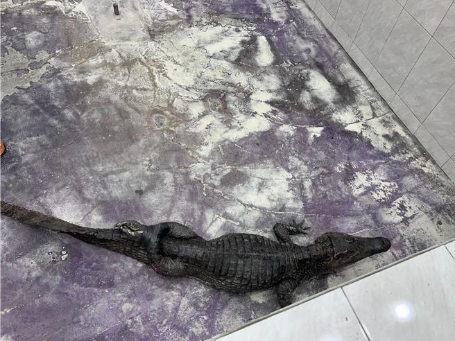 躲在恒春闹区水沟的鱷鱼被捕获后，送往屏东科技大学暂时安置。（屏东县政府提供／罗琦文屏东传真）
