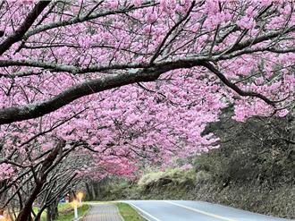 台中高山春節訂房率達8成 谷關、大雪山、八仙山滿房