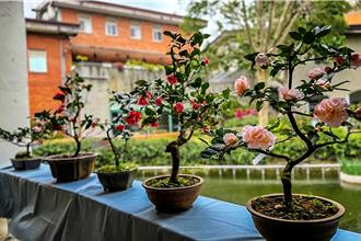 新竹縣茶花季登場 首次結合婚紗禮服打造西洋茶花季