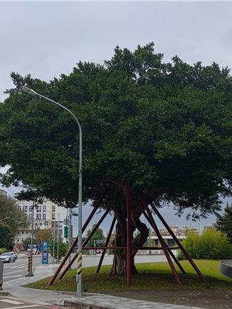 不敵颱風侵襲 桃市解除列管5棵老樹