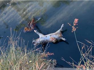 九如鄉大排驚見豬屍、死雞　初步檢驗結果出爐