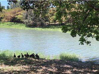 外來種紅面鴨橫行台東森林公園 當地部落合力獵鴨