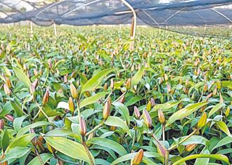 天冷影響 年前百合恐少3成