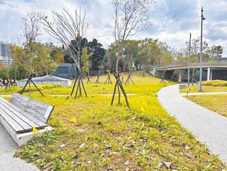 新莊運動公園 紅火蟻現蹤