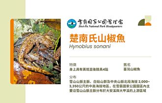 雪霸新發現 揭山椒魚棲地之謎
