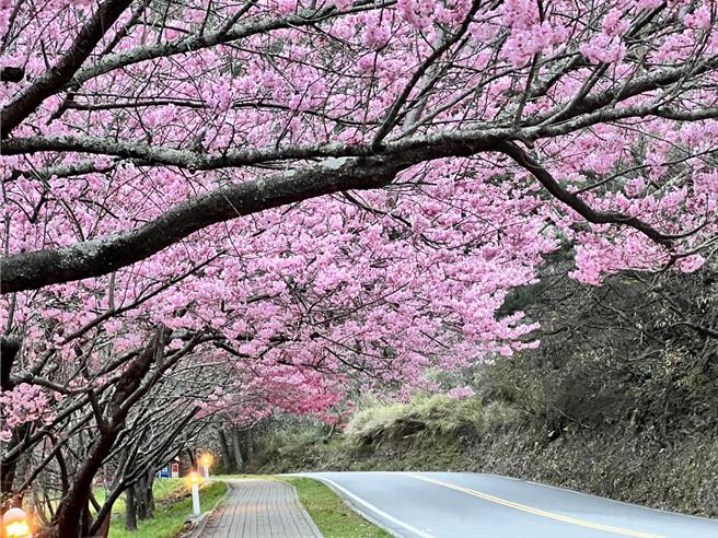 武陵樱花季疏运2月8日至23日登场。（武陵农场提供／李京升台中传真）
