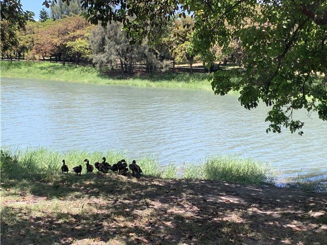 台東森林公園近日出現10餘隻外來種紅面鴨，主管單位協請部落合力移除。（讀者提供／蔡旻妤台東傳真）
