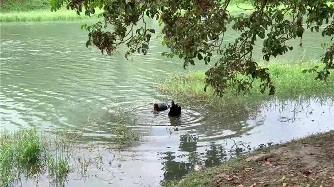 台東森林公園近日出現10餘隻外來種紅面鴨，主管單位協請部落合力移除。（讀者提供／蔡旻妤台東傳真）