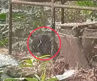 花蓮卓溪黑熊頻現！入侵梅子醃漬工坊