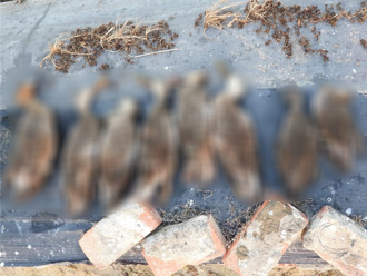 台南農田成鳥葬場！百隻水鳥慘死 農藥奪命