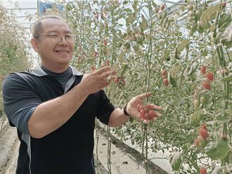 小果番茄正当季！产量却大减 青农坚持原价回馈消费者