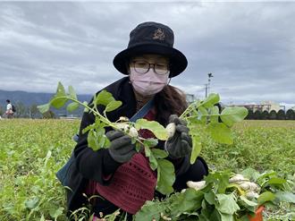 14年傳承！關山蘿蔔季擴大登場 連7天熱鬧開拔