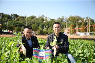 芬園鄉免費拔蘿蔔來！現場4000個「茄芷袋」發完為止