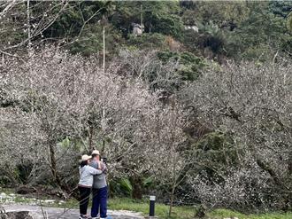 梅岭梅花大爆发！台南市观旅局力推最佳赏花行程