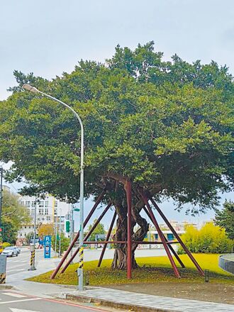 桃園 不敵強颱 5老樹傾倒解列