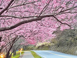 花季優勢 武陵農場2月訂房額滿