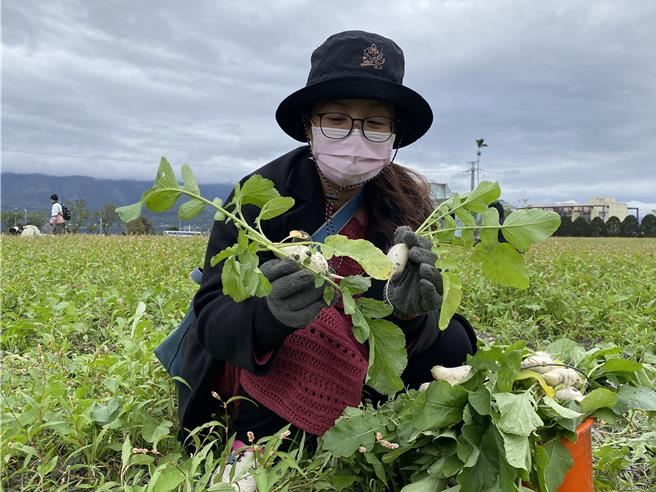 关山拔萝卜活动已迈入第14年，今日起展开系列活动。（蔡旻妤摄）