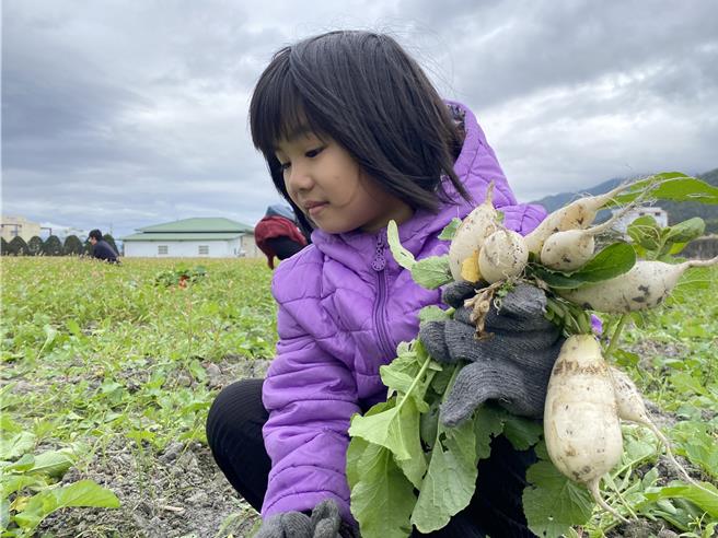 关山拔萝卜活动已迈入第14年，今日起展开系列活动。（蔡旻妤摄）