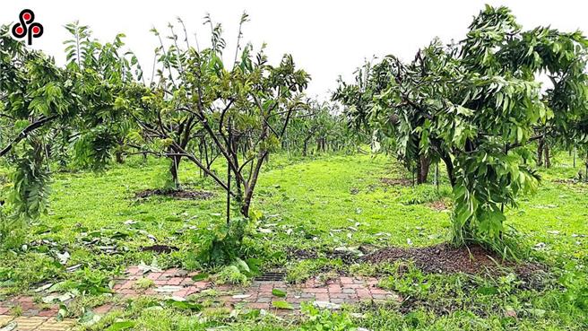 2024年多个颱风连续侵台，造成农林渔牧业受到严重灾损。（报系资料照）