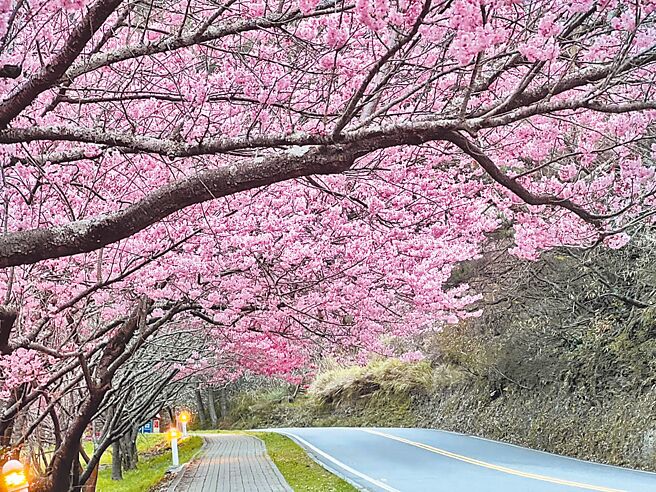 武陵农场将迎来樱花季，场方农历春节期间以及2月的订房已全数客满。（武陵农场提供／李京升台中传真）