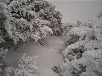 影》銀白世界再現！合歡山2波降雪 絕美雪景曝光