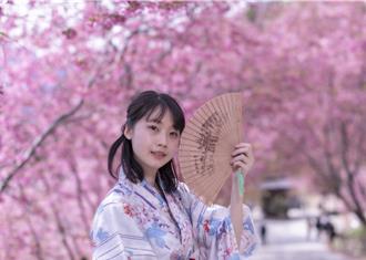 司馬庫斯櫻花季將開幕 限量通行證開放申請