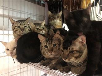 愛心變惡夢！81貓擠民宅 汐止飼主遭重罰逾40萬
