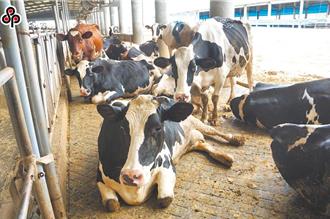 紐西蘭零關稅乳品叩關    立委：停止進口長效乳以鮮乳名義販售