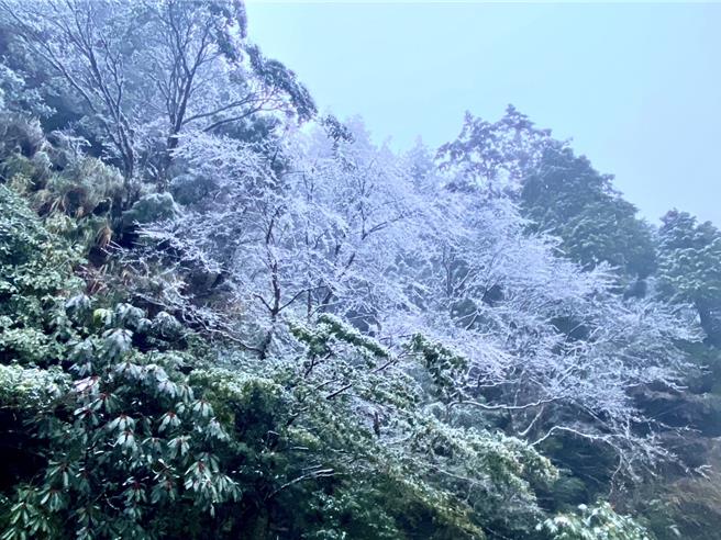 太平山今天下起冰霰，让山区宛如成为一片银白世界。（太平山庄提供）