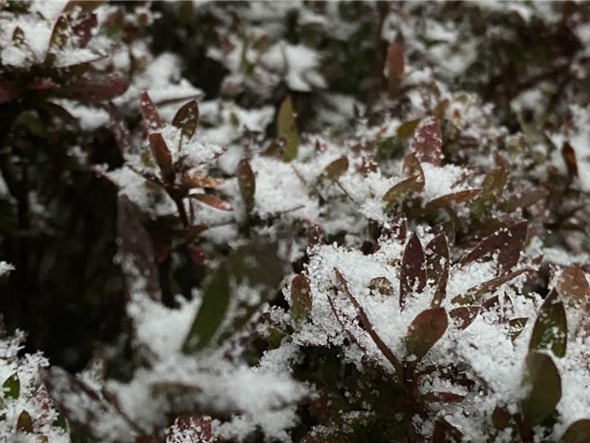 太平山今天下起冰霰，让山区宛如成为一片银白世界。（太平山庄提供）