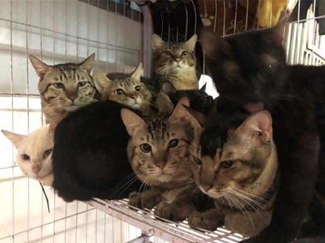 新北市汐止区某住户饲养81只猫，因空间不足，造成猫只互咬受伤。（新北市动保处提供）