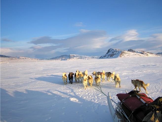 地表独一无二的军方雪橇犬巡逻队格陵兰「天狼星巡逻队」，是由丹麦国防司令部于1950年成立的特种作战部队。（路透社）