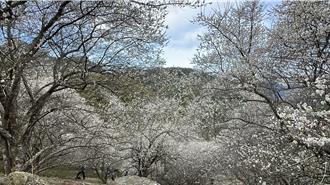 寒流助威！苗栗梅花大爆發 賞梅秘境大公開