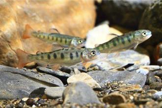 櫻花鉤吻鮭保育再升級！企業與部落共守國寶