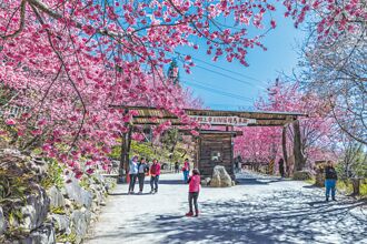 額滿為止 司馬庫斯櫻花季通行證1月16日起申請