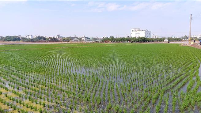 南部水情穩定，農業部農田水利署也公告，曾文及烏山頭水庫灌區一期稻作，預計自1月底開始供灌。(台南市政府提供／曹婷婷台南傳真)