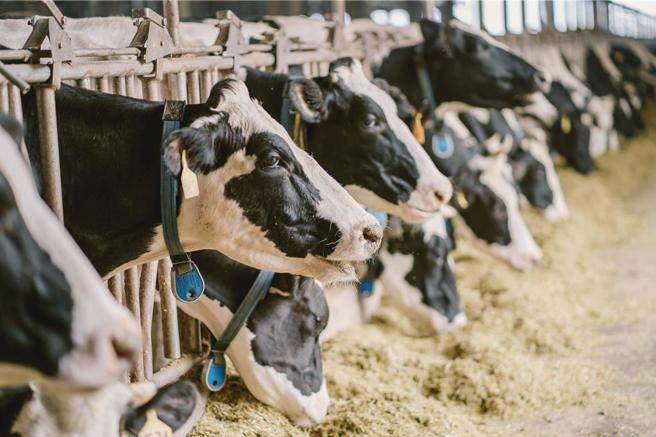 巴西一名农场员工涉嫌性侵乳牛遭反抗踢死，被发现时生殖器上还有套着保险套。（中时资料照／非当事牛）