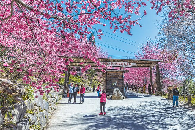 司马库斯樱花季将在2月8日登场到3月9日，赏樱民眾要先申请通行证才能进入部落，16日起受理申请通行证到额满为止。（本报资料照片）