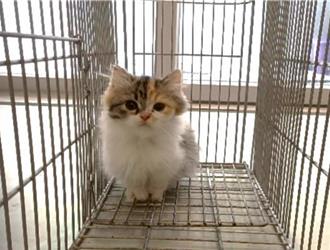 賣寵物貓被驗出染病遭退回 業者轉向獸醫師求償失敗