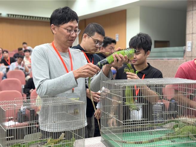 為移除綠鬣蜥，高雄市農業局今年再加開獵人班訓練。圖為綠鬣蜥獵人訓練課程，學員學習綠鬣蜥的保定技巧。（高雄市農業局提供／林瑞益高雄傳真）