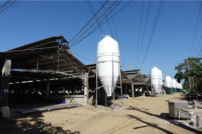 卜蜂食品接手經營管理清波畜牧場，目前飼養1000多頭豬，將擴充到1萬頭。（羅琦文攝）
