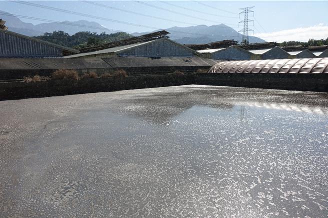 清波畜牧場糞便與廢水處理區露天未密閉，臭味四溢。（羅琦文攝）