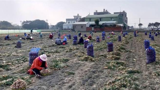 台南红葱头种植面积约占全台9成，其中北门栽种面积约130公顷，种植范围主要在锦湖、文山、慈安、三光里。（北门区公所提供／张毓翎台南传真）
