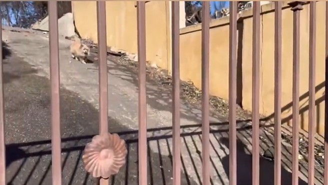 大火过后男子返回烧毁豪宅，惊见失踪的爱犬还存活，立即抱起嚎啕大哭。（图／翻摄微博）