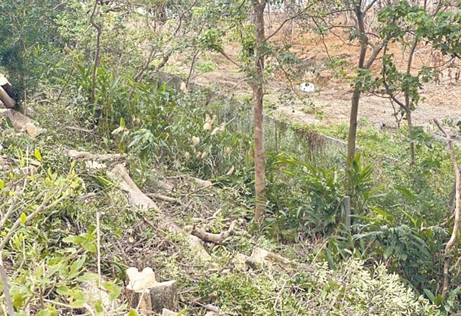 鄰近新北市土城司法園區預定地的國道3號邊坡樹木被砍。（新北市景觀處提供／柯毓庭新北傳真）