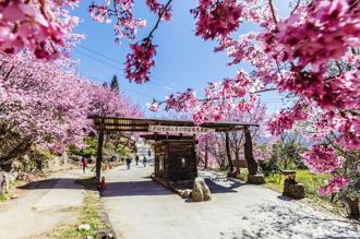 司馬庫斯櫻花季將開跑！聯外道路交通管制 1／16開放申請通行證