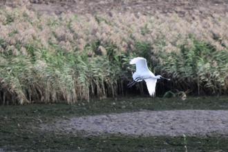 冬季限定！社子島濕地變身候鳥天堂 黑面琵鷺、小水鴨現蹤