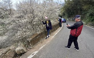 苗縣泰安梅園大盛開 賞花人潮堵交通 車輛管制措施出爐
